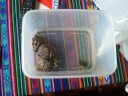 Terrapins waiting to be moved