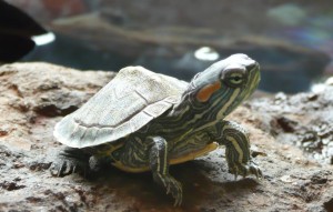 Our red-eared slider, "Smalls"