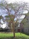 Acacia tree at the college