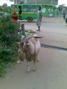 The huge, satanic goat that lives in Tala