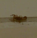 Scorpion on my wall