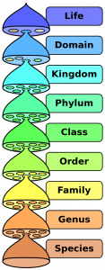 Hierarchy of biological classification's eight major taxonomic ranks.