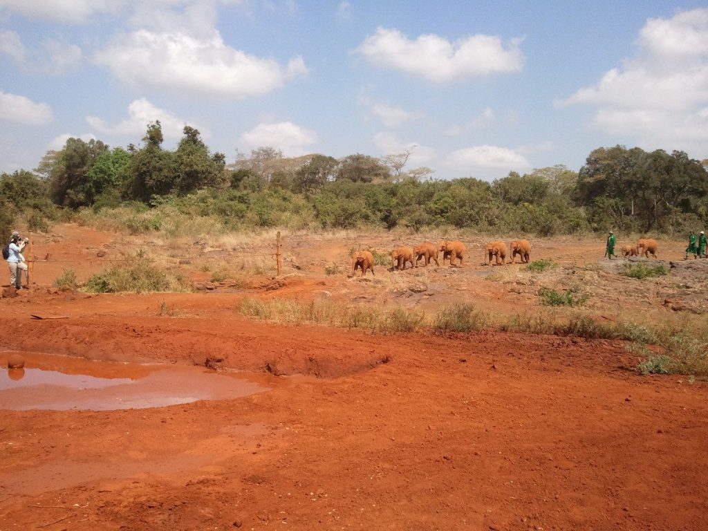 Elephants running to the watering hole