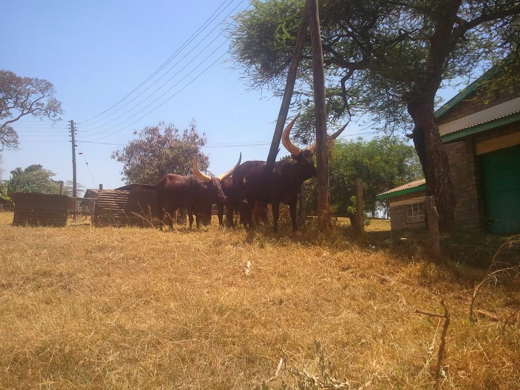 Ankole cattle at ILRI Nairobi's farm