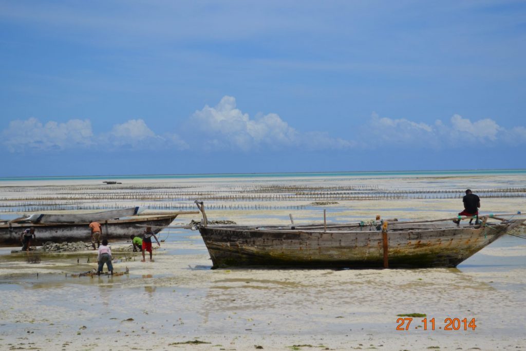 Seaweed farms in Zanzibar