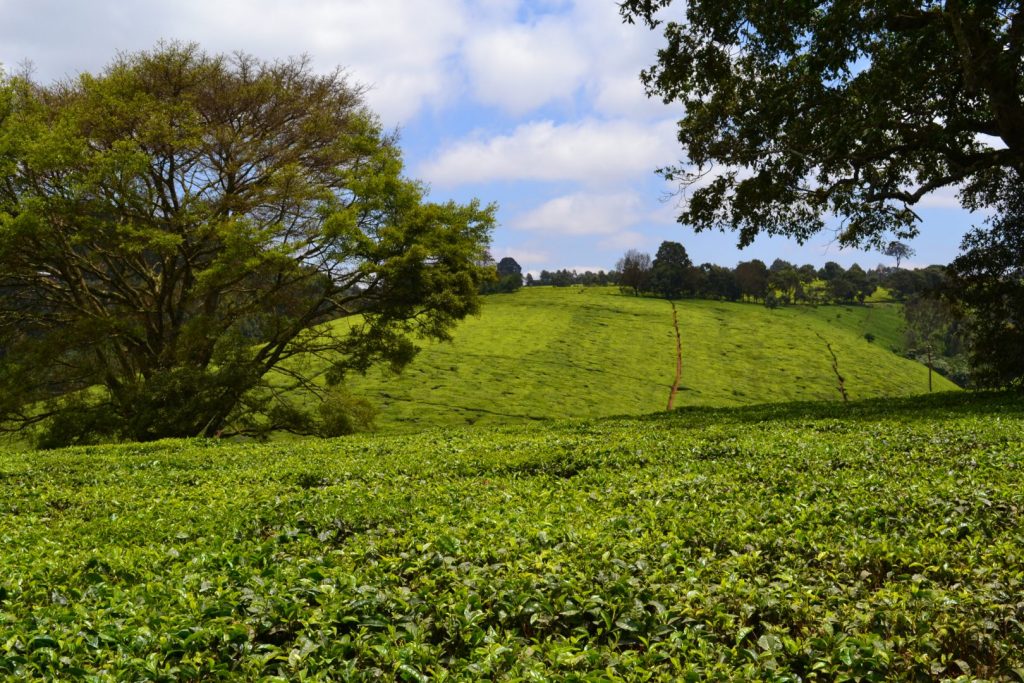 A sea of tea leaves in Limuru, Kenya